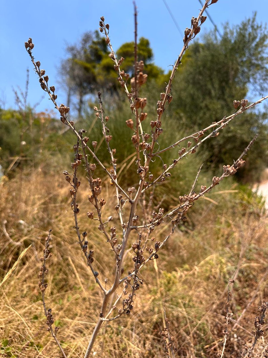 Agus fós féin – b’fhéidir san oileán seo atá faoi geasa na farraige,
Ag cogaint toradh searbh na cuimhne,
Tá Dia éigin i bhfolach san asphodelus. 

Odcar Wilde i gCorfú