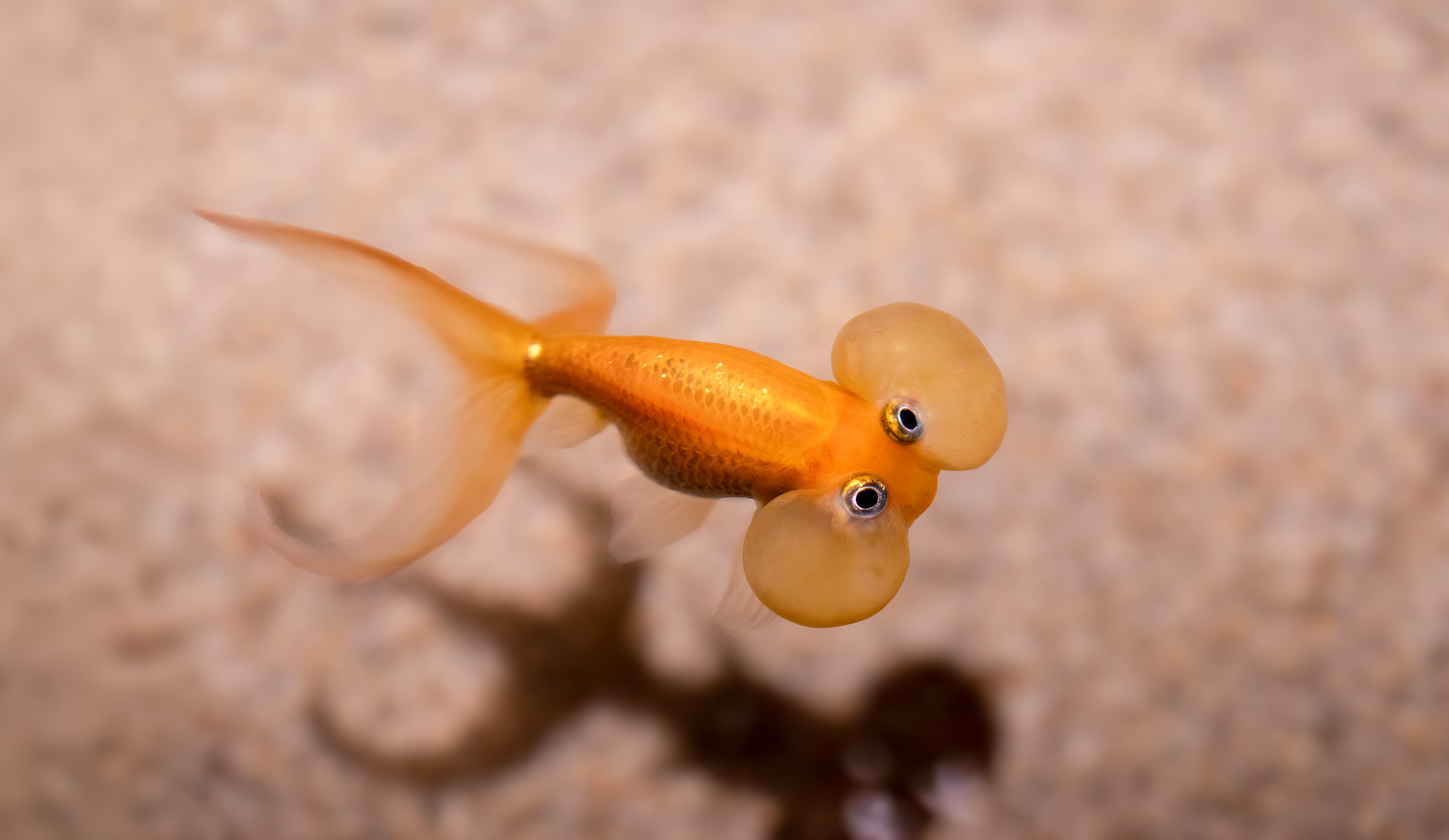 魚壁飾り　スジアラ未成魚［額装］訳あり　在庫現品のみ❗️ 魚壁飾り スジアラ未成魚［額装］訳あり 在庫現品のみ❗️ 魚壁飾り