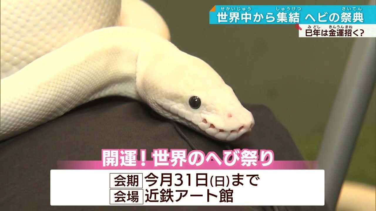 ⭐️エル⭐️ 特大の白蛇様三体☆ 白蛇 大帯 フラワーオブライフ 孔雀 羽 金 大阪NEWS【テレビ大阪】 on X: 