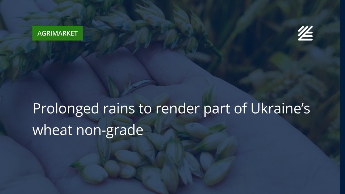 🌾 Prolonged rains to render part of #Ukraine’s #wheat non-grade

Prolonged rainfall has significantly worsened wheat quality in western and northern Ukraine, with a portion of the grain affected by fungal infections.

Read more 👉 surl.li/kdmfmp