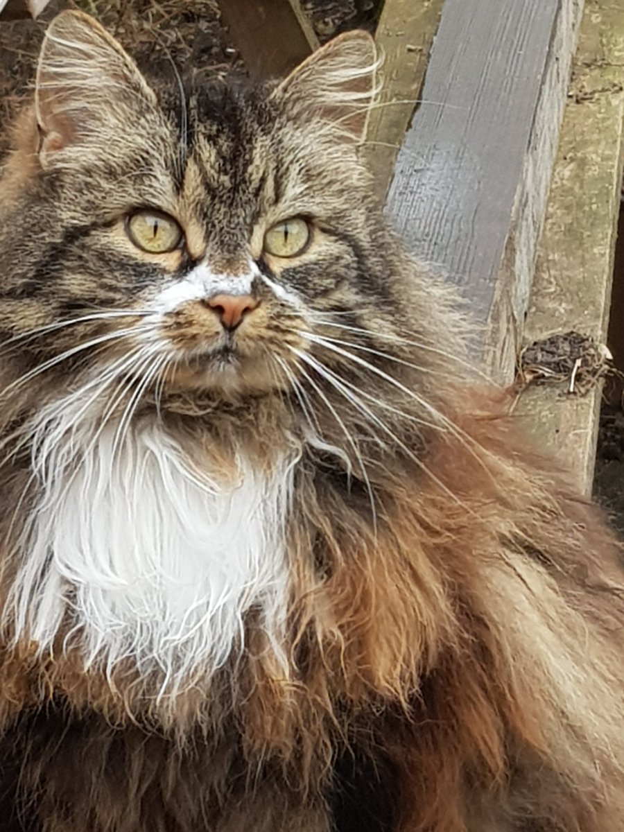 Daesy55676957's tweet image. #dünyakedilergünü 👏👏😻