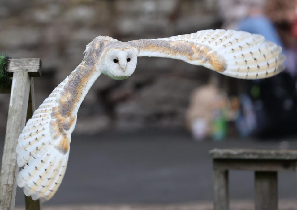 We need the power of social media to help us find our lovely barn owl, Echo, who flew off during Wed's bird of prey display.

Read more: dudleyzoo.org.uk/help-needed/