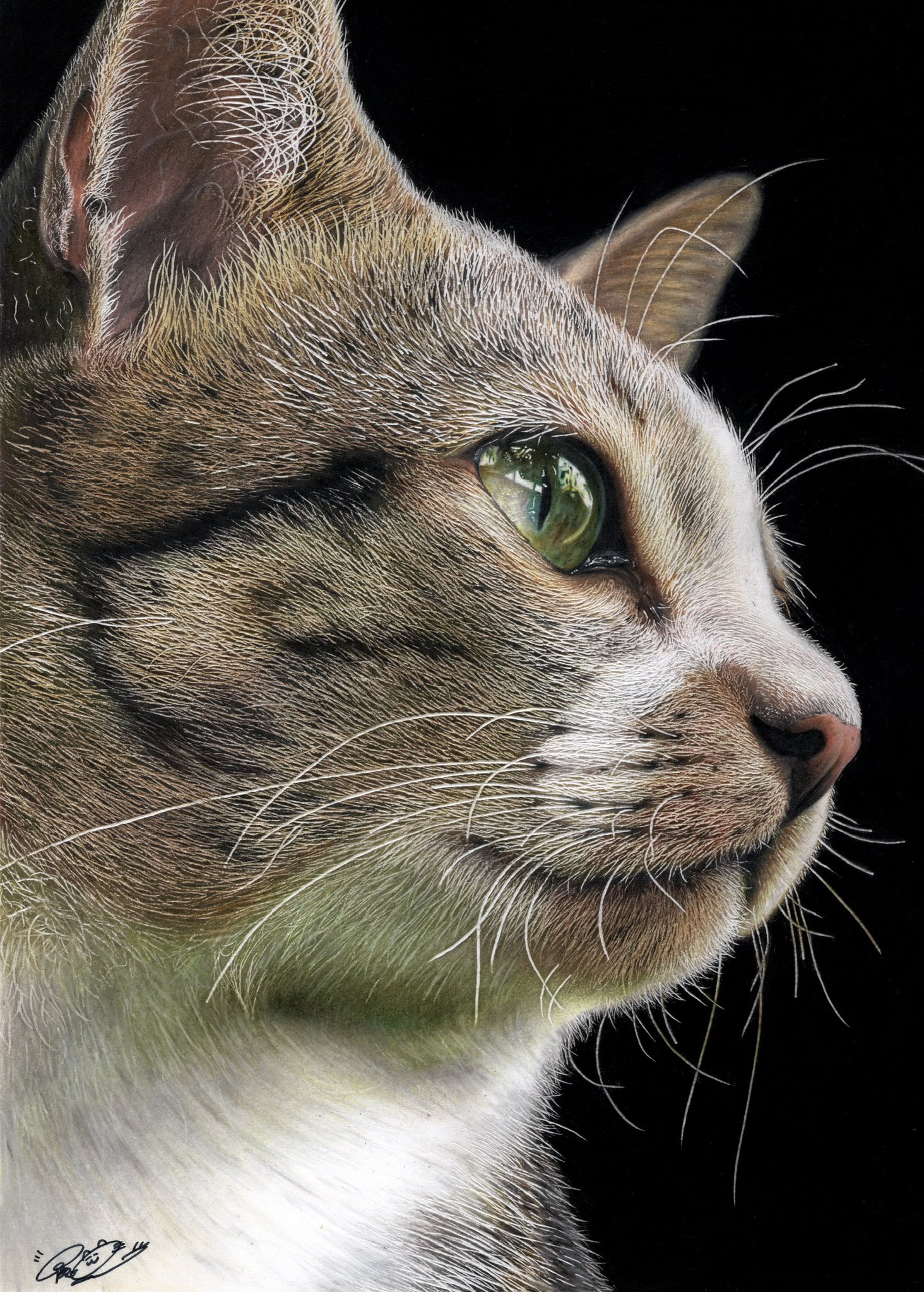 猫色鉛筆画⑨ 色鉛筆画 猫の絵 No.49 - メルカリ