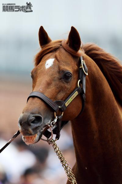 犬好き馬好き ウマ好き! (@cn_umasuki) / Posts / X