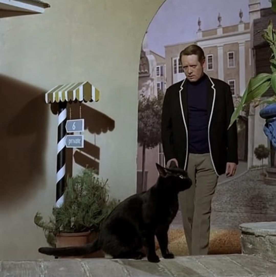 unmutualwebsite's tweet image. Happy International Cat Day!