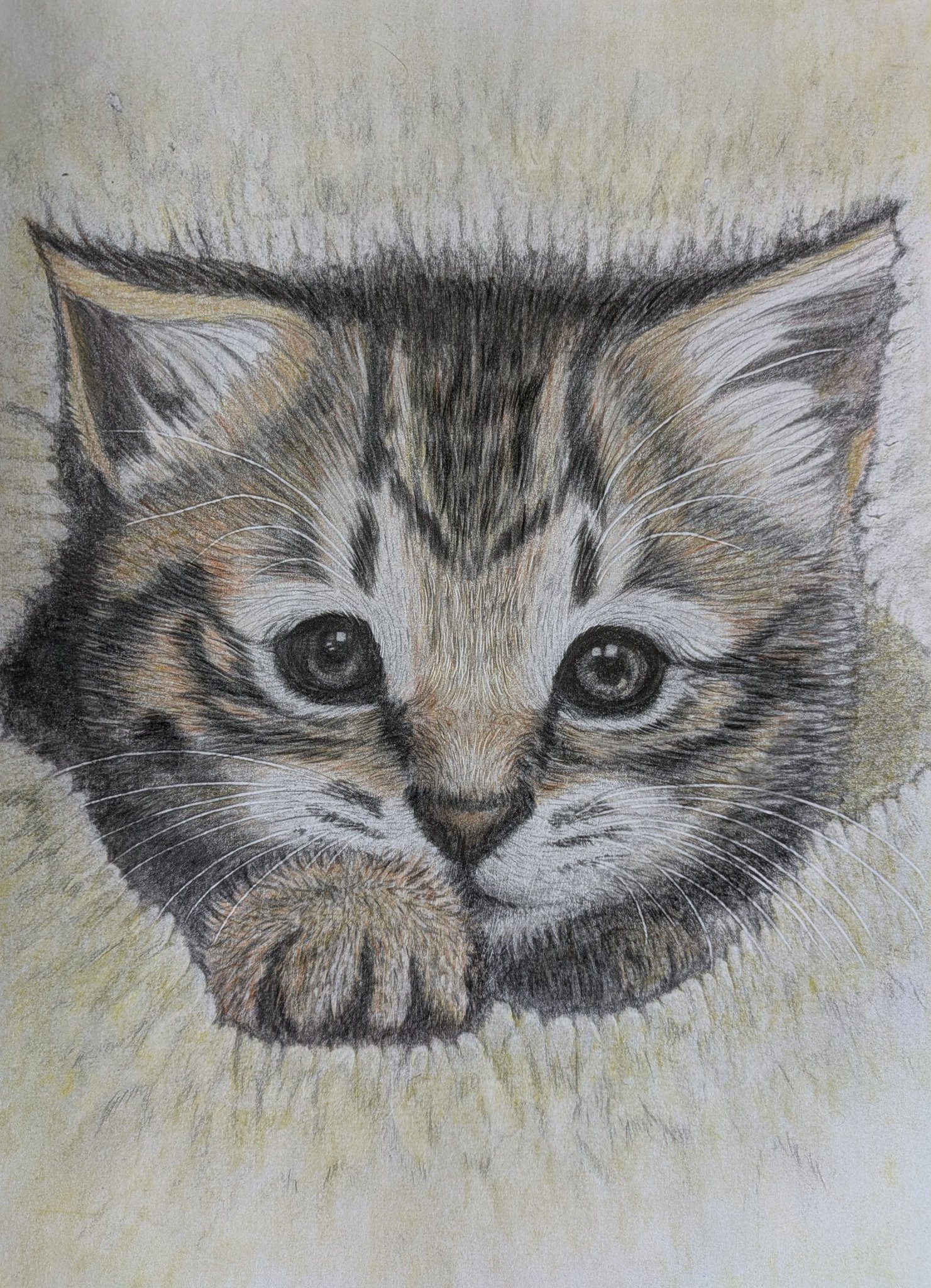 「ムサシ」猫イラスト（原画） ドローイングねこ) 猫ドローイング原画絵画イラストペット