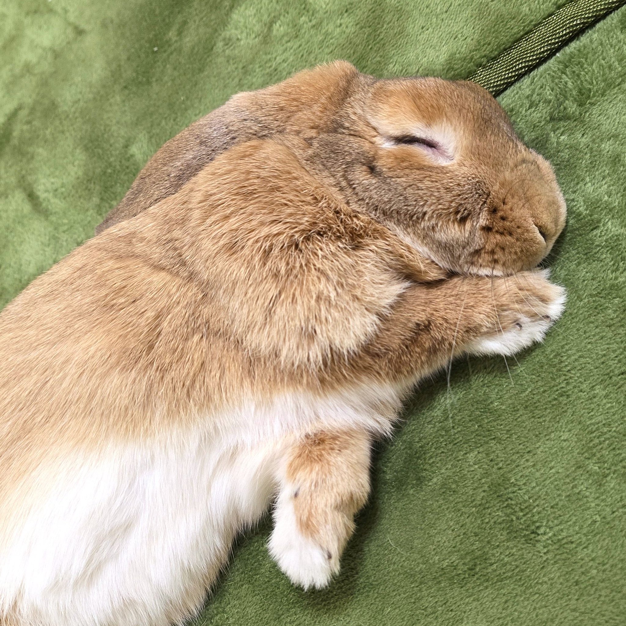 うさぎのはな on X: 