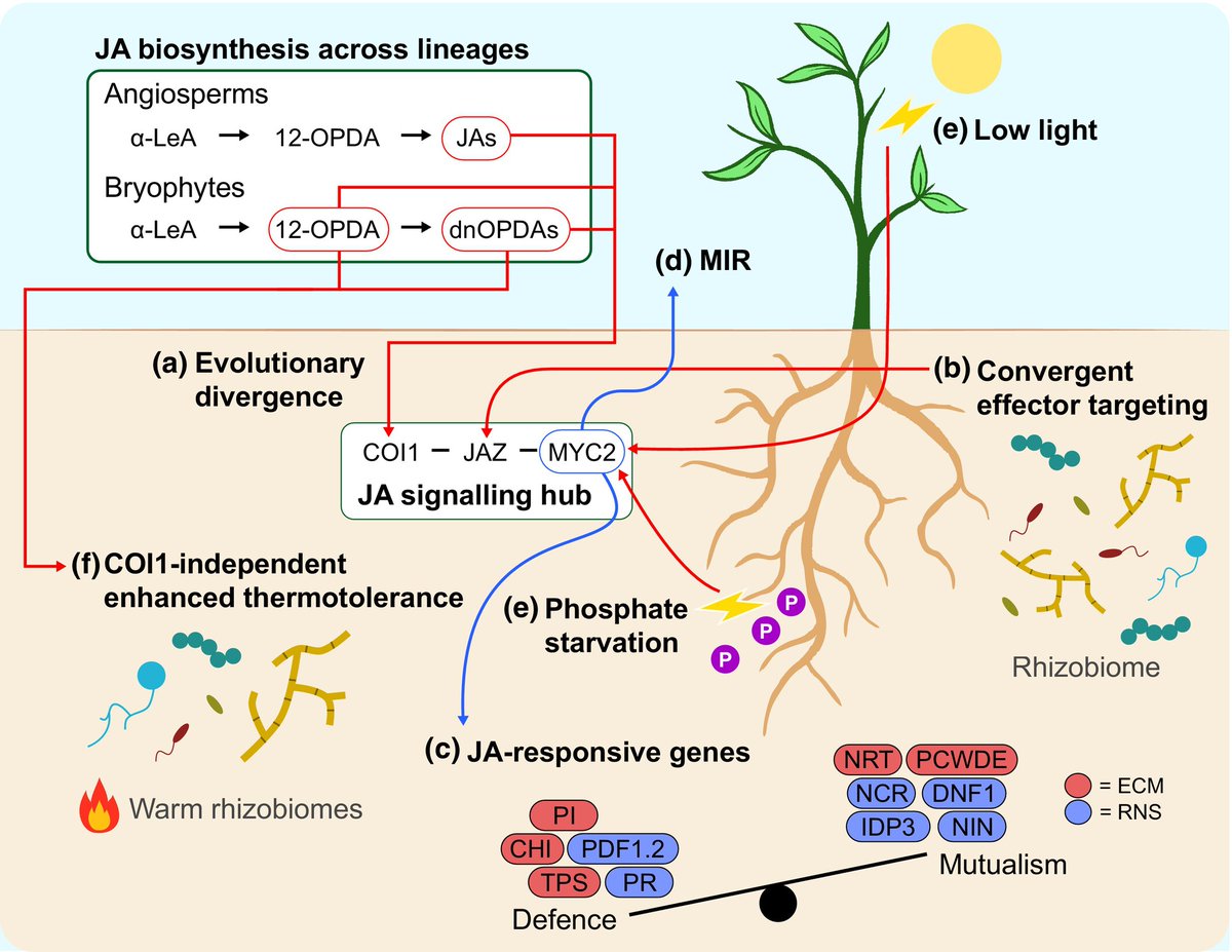 NewPhyt's tweet image. To #immunity and beyond: the central role of #jasmonate signalling in beneficial root–#microbe–environment interactions

#TansleyInsight by José Eduardo Marqués-Gálvez, David J. Weston and Claire Veneault-Fourrey 👇

📖 nph.onlinelibrary.wiley.com/doi/10.1111/np…

@je_marques_gal