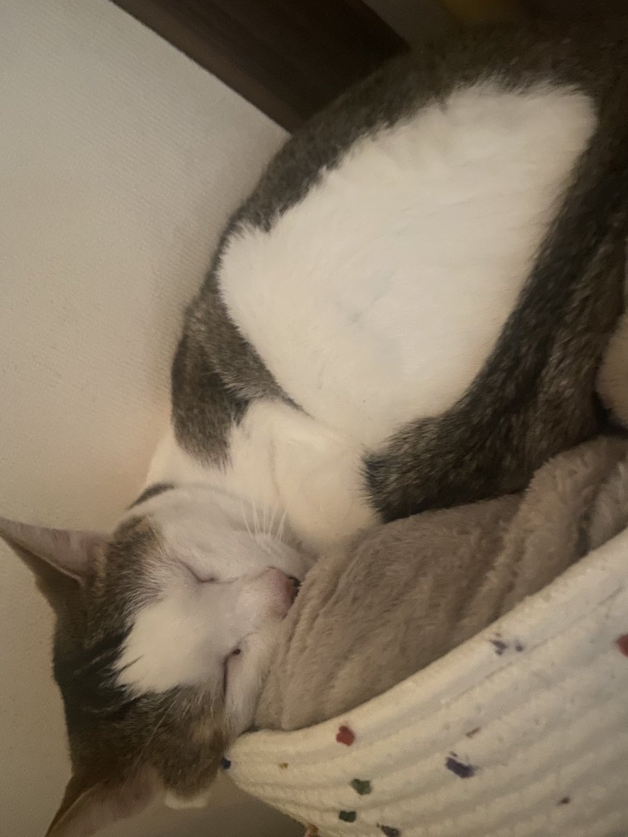 chibituna222's tweet photo. 最近の猫達です(((o(*ﾟ▽ﾟ*)o))) https://t.co/bpKlKw2Cwd