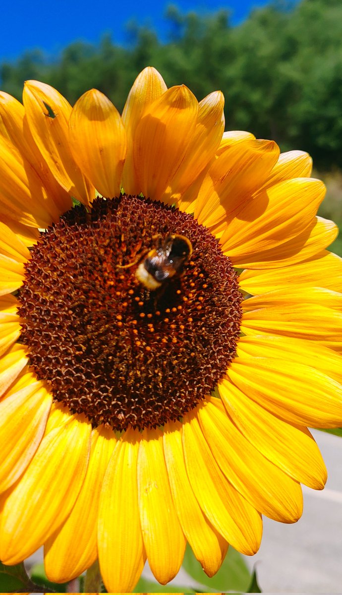 Sunflower 🌻🌻🌻🌻
#NaturePhotography #sunflower #FridayVibe