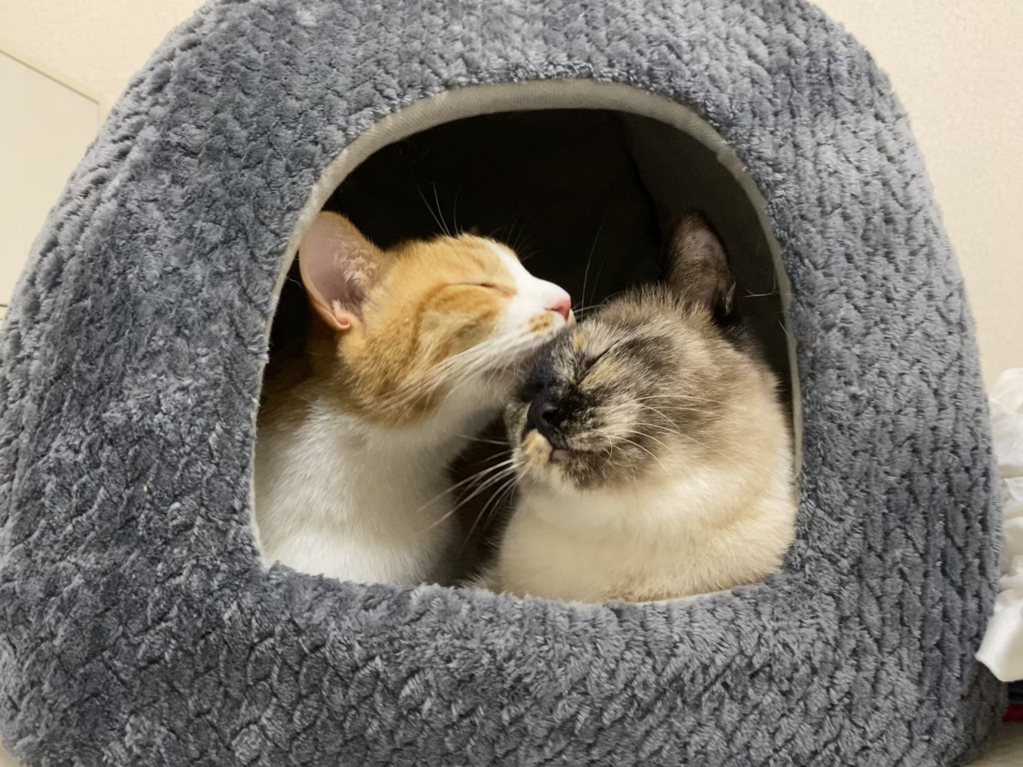 猫ちゃん 楽天市場】デジレクト しっぽふりふり あまえんぼう 子ねこ