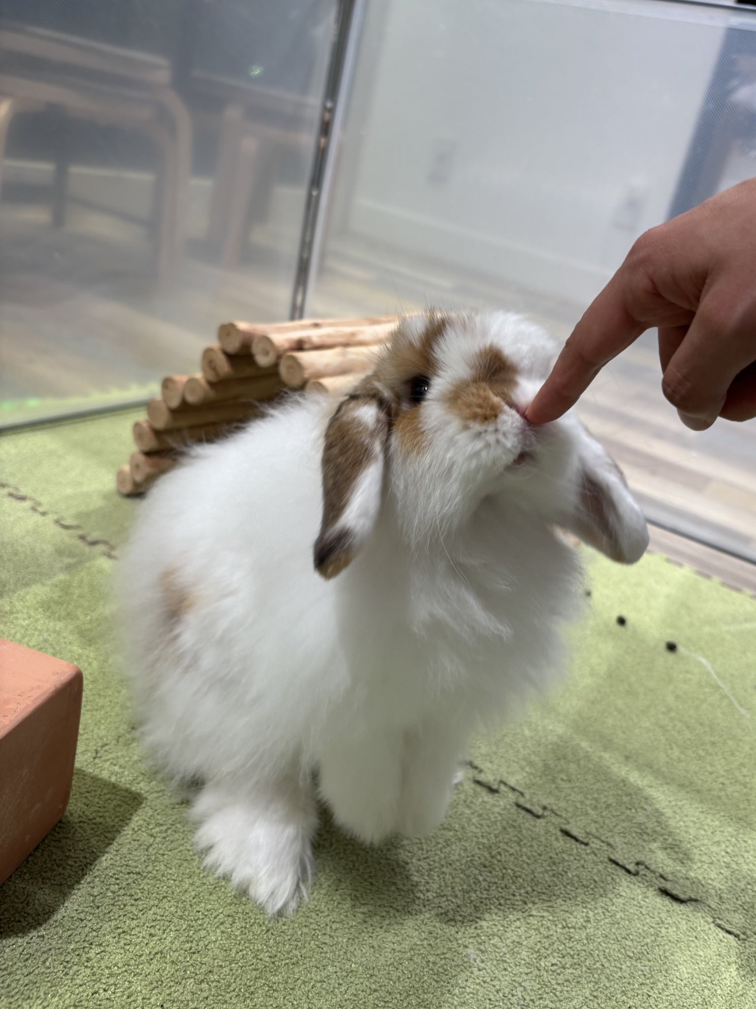 うさぎのしっぽ　うさぎのフード 横浜店 | うさぎのしっぽ