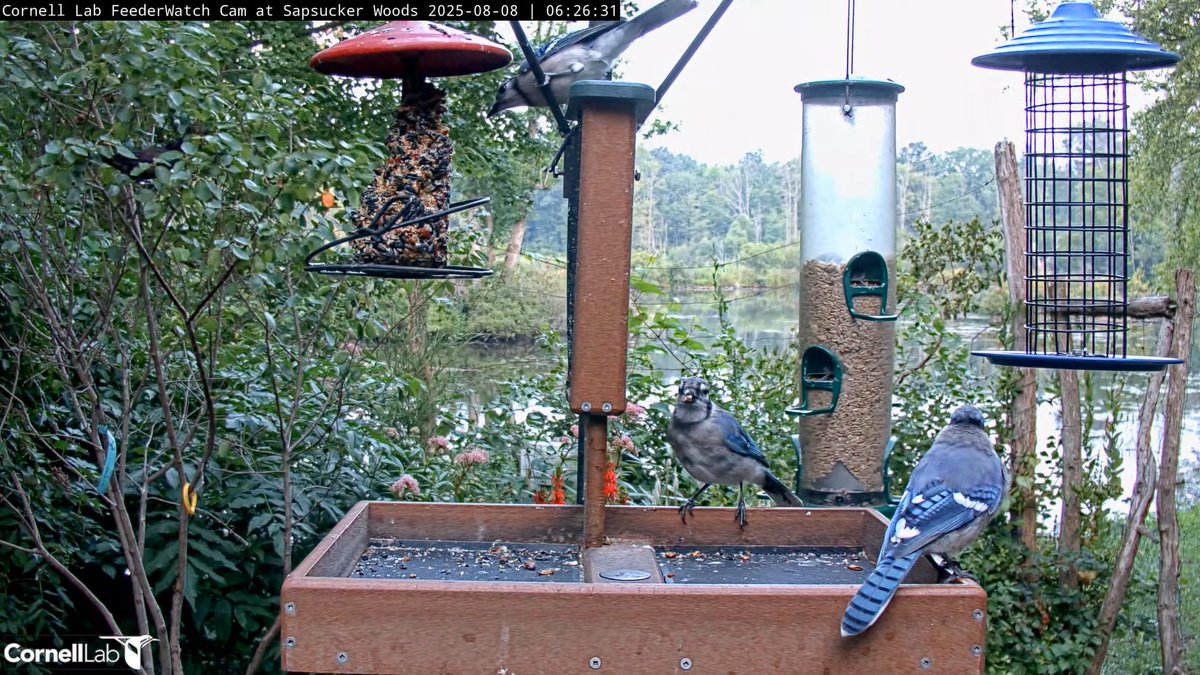 06:26, 8/8  ....I think the early birds slept in this morning!  #cornellfeeders