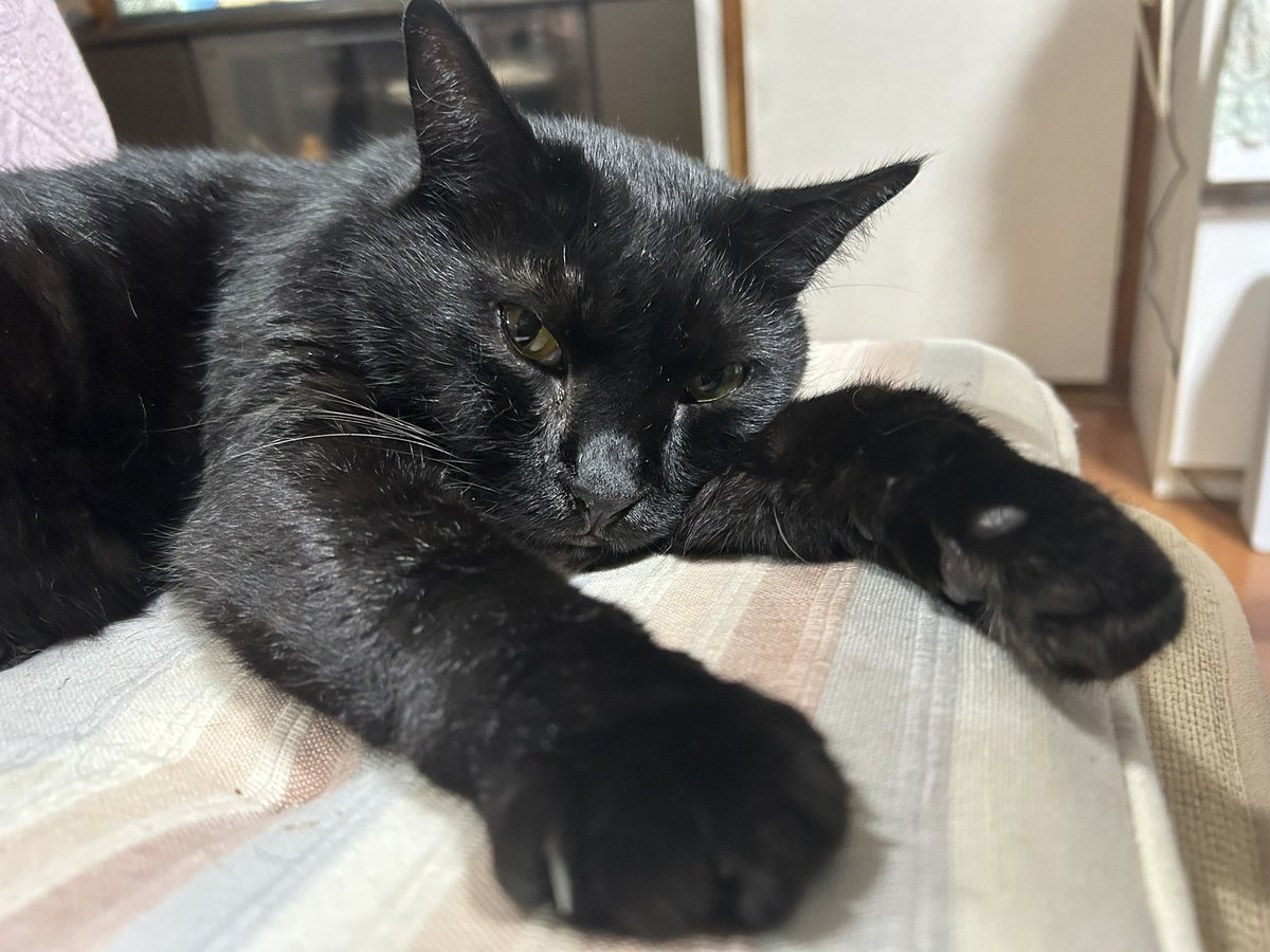 今日は世界猫の日だってさ。おめでとう🎊

 #世界猫の日
 #世界ねこの日