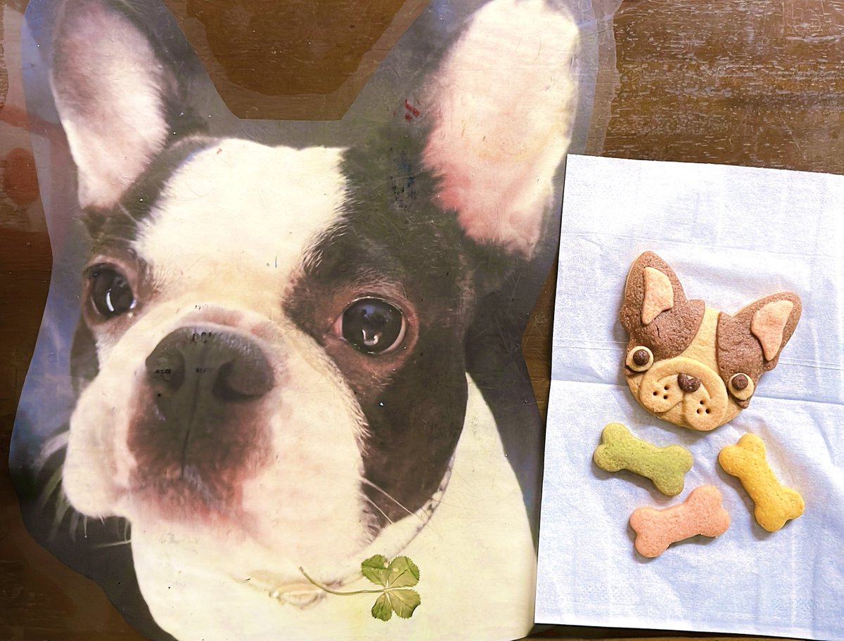 お空組のウチの子そっくりな、お友達から頂いたクッキー🍪今日で期限だったので記念写真です〜ありがとう🐶🐾