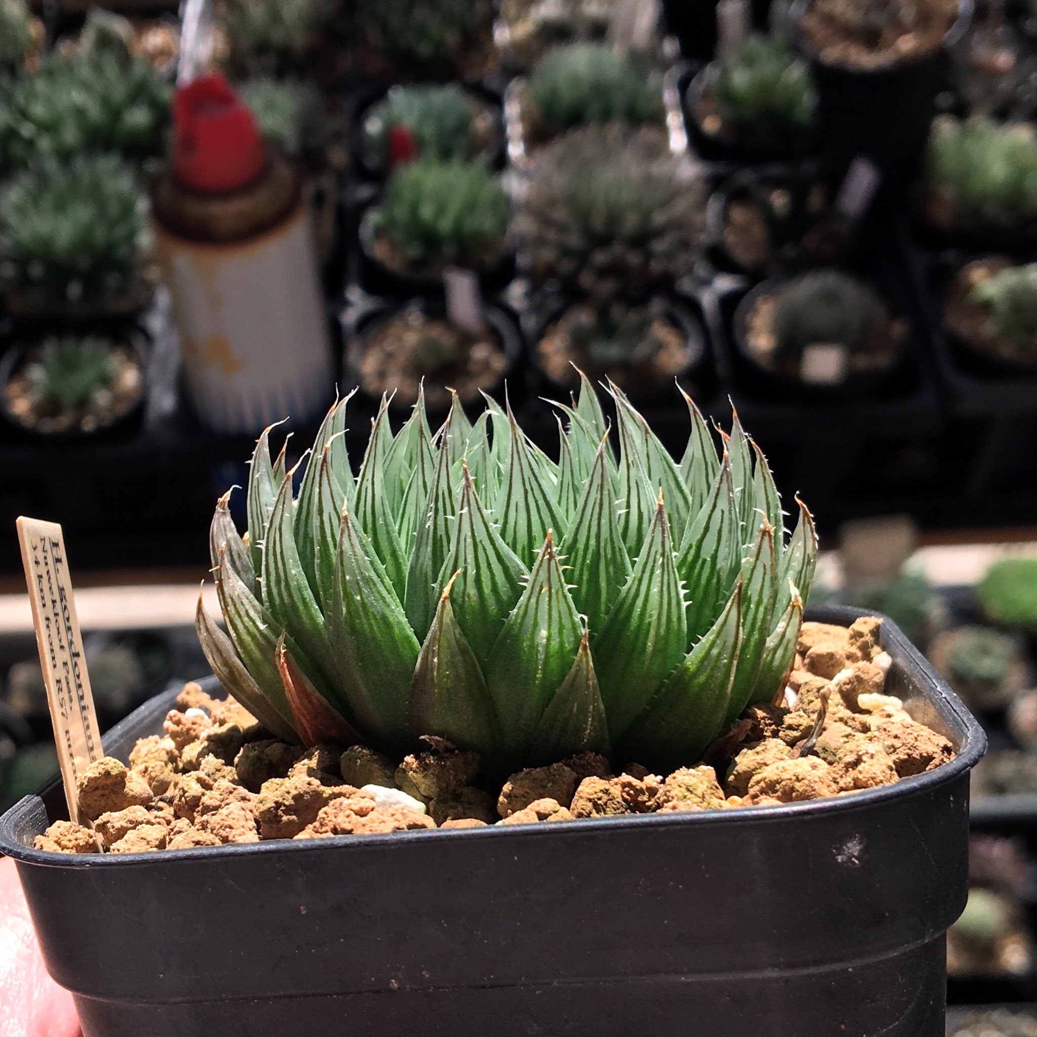 ハオルチア 空の音(1.2枚目親株からの葉挿し苗)