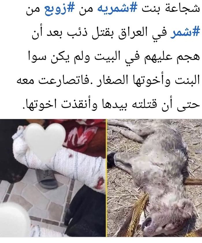 حين وقفت الشمرية… سقط الذئب
امرأه شمرية تقتل ذئب في ليلة البارحة

يقول ابن العم الشيخ محمد المطلق الجربا:

الذيب  هد وهدة الذيب بالشات
لكن رماه الله بكفوف ذيبه
بنات  زوبع عند الاكوان منخات
كل خفرتن منهن تعادل  كتيبه
الذيب يفضخ  قلب كل  البنيات
مار فضخت  قلبه ختام العريبه
تحنت