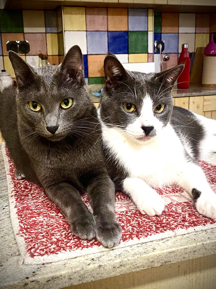 Día Internacional del Gato propuesto por el Fondo Internacional para el Bienestar Animal. 
Fue creado en 2002 por el avance de abandonos y crueldad hacia estos mininos. 
Cualquier día es bueno para educar en bienestar y adopción responsable.
Aquí os presento a Michi y Michirón😝