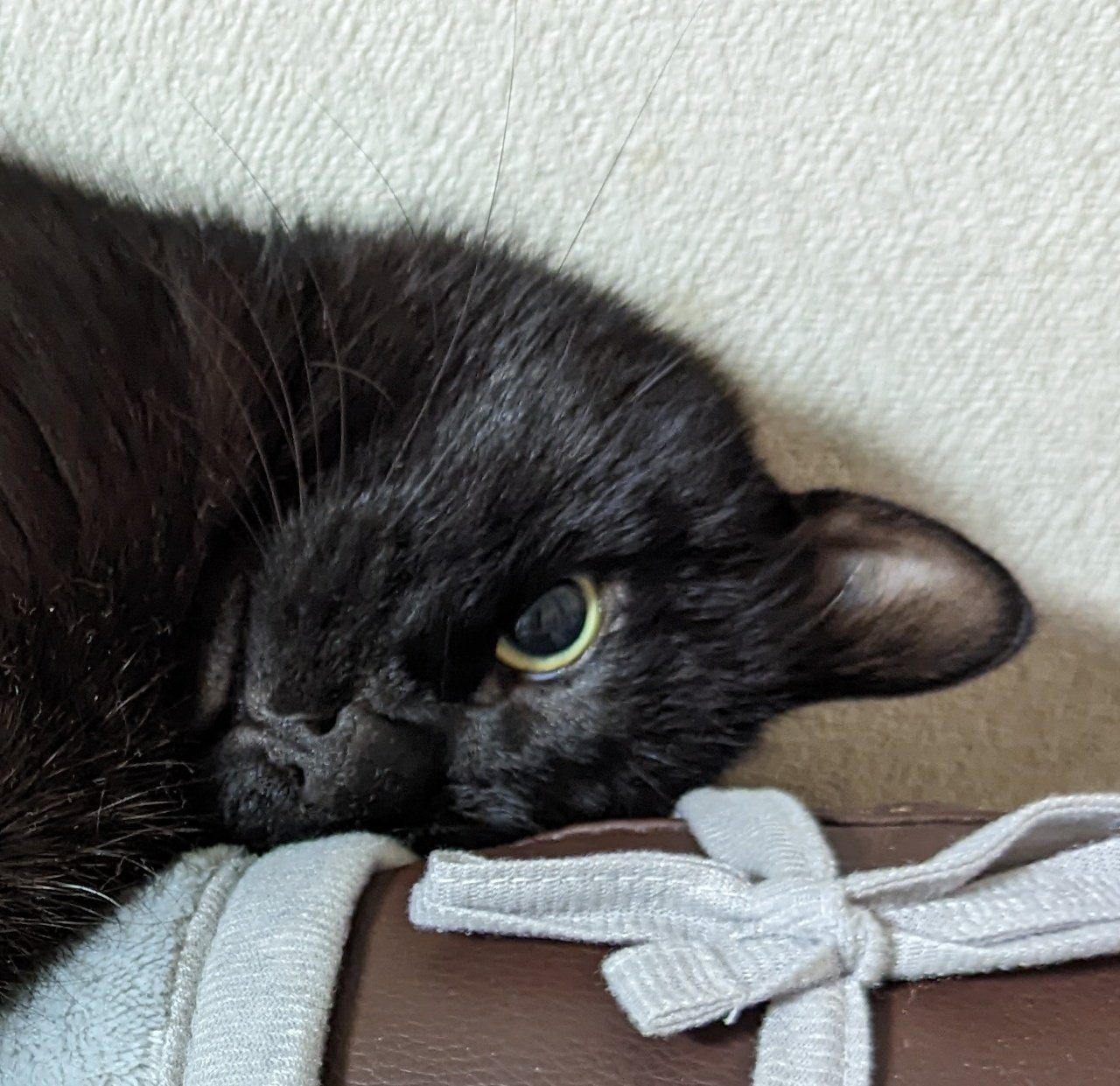 黒猫 桜子 on X: 
