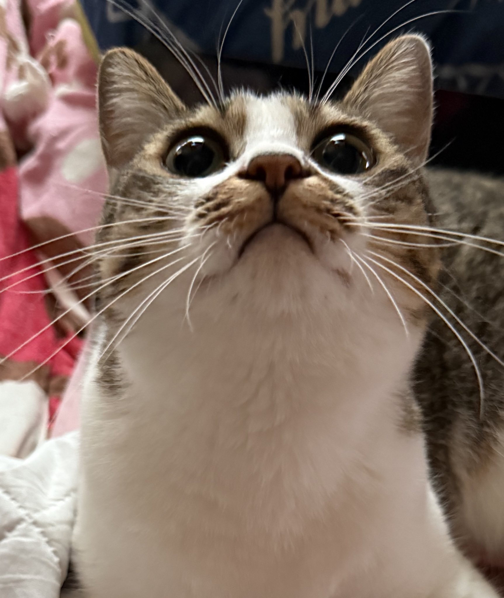 つくきな❤︎ココテテ🐈‍⬛⸒⸒⸒⸒🐾 (@tsukukina971) / X