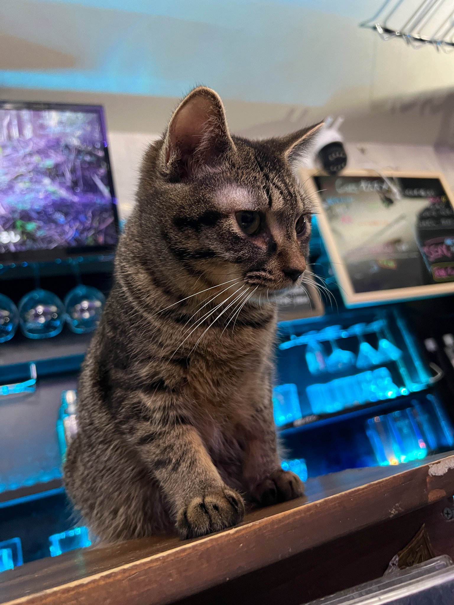ねこ8bitP on X: 