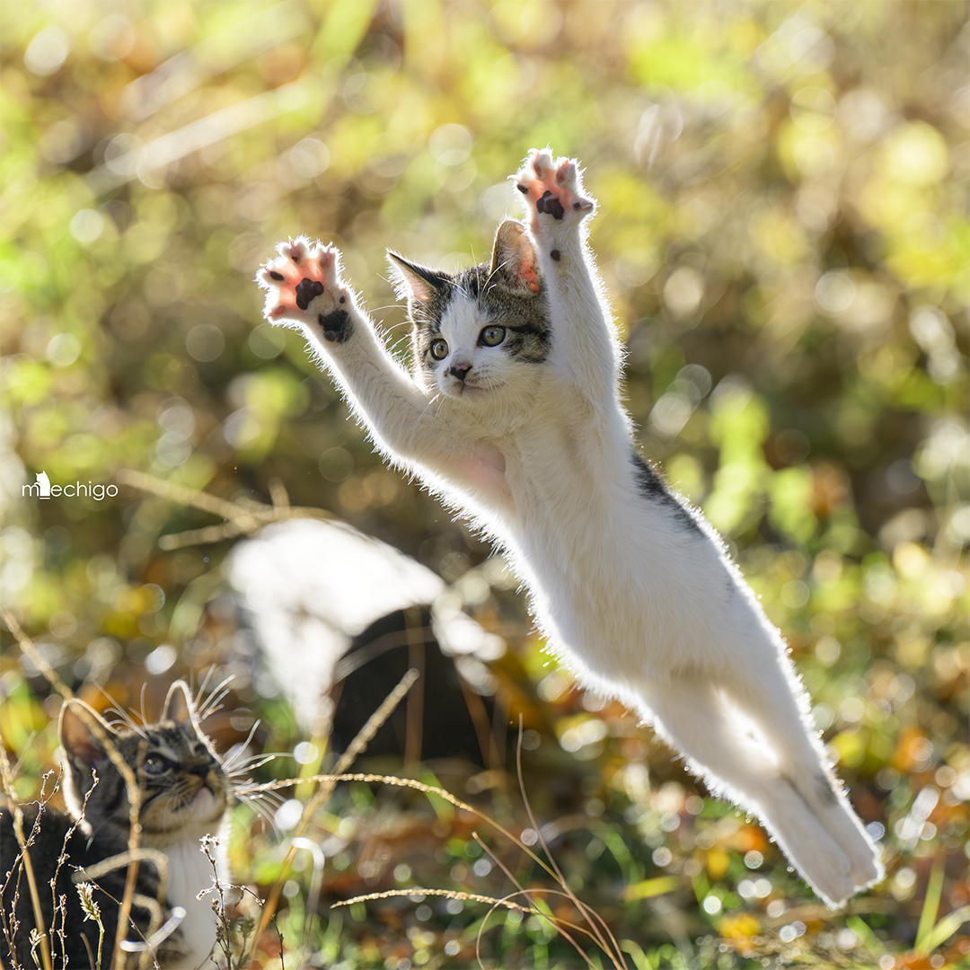 ヒャッハー
 
#世界猫の日