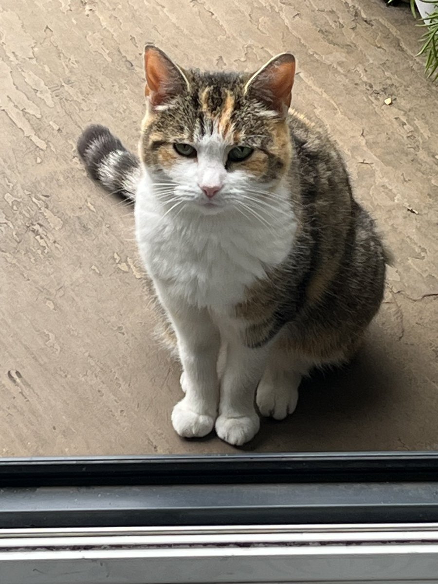 Violet Hissypants: Well I’ve been to the flipping vets (pfft 😾) who is trying me on Metacam for possible arthritis as I’m not grooming my hips/back. My teethies 🦷 are fine. So I’m now back home doing the doorstep dance. I am getting chimcken for being a good girl. 😺😺