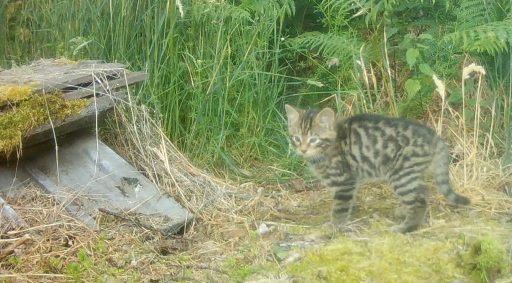 The UK has a native cat species, the Scottish Wild Cat which is endangered with programmes to protect it.
After successful releases of female wildcats fitted with gps collars several have given birth to healthy kittens.
savingwildcats.org.uk/news-events/20…
#Hedgewatch #InternationalCatDay