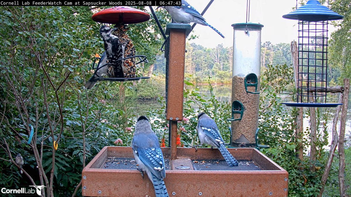 06:47, 8/8    Looks like the woodpecker has a little competition for the seed block feeder ..... #cornellfeeders