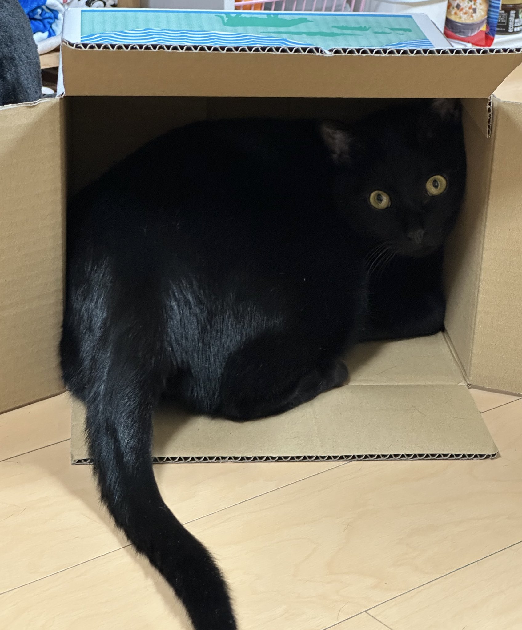 黒猫 黒猫つくねちゃん太しっぽ on X: 