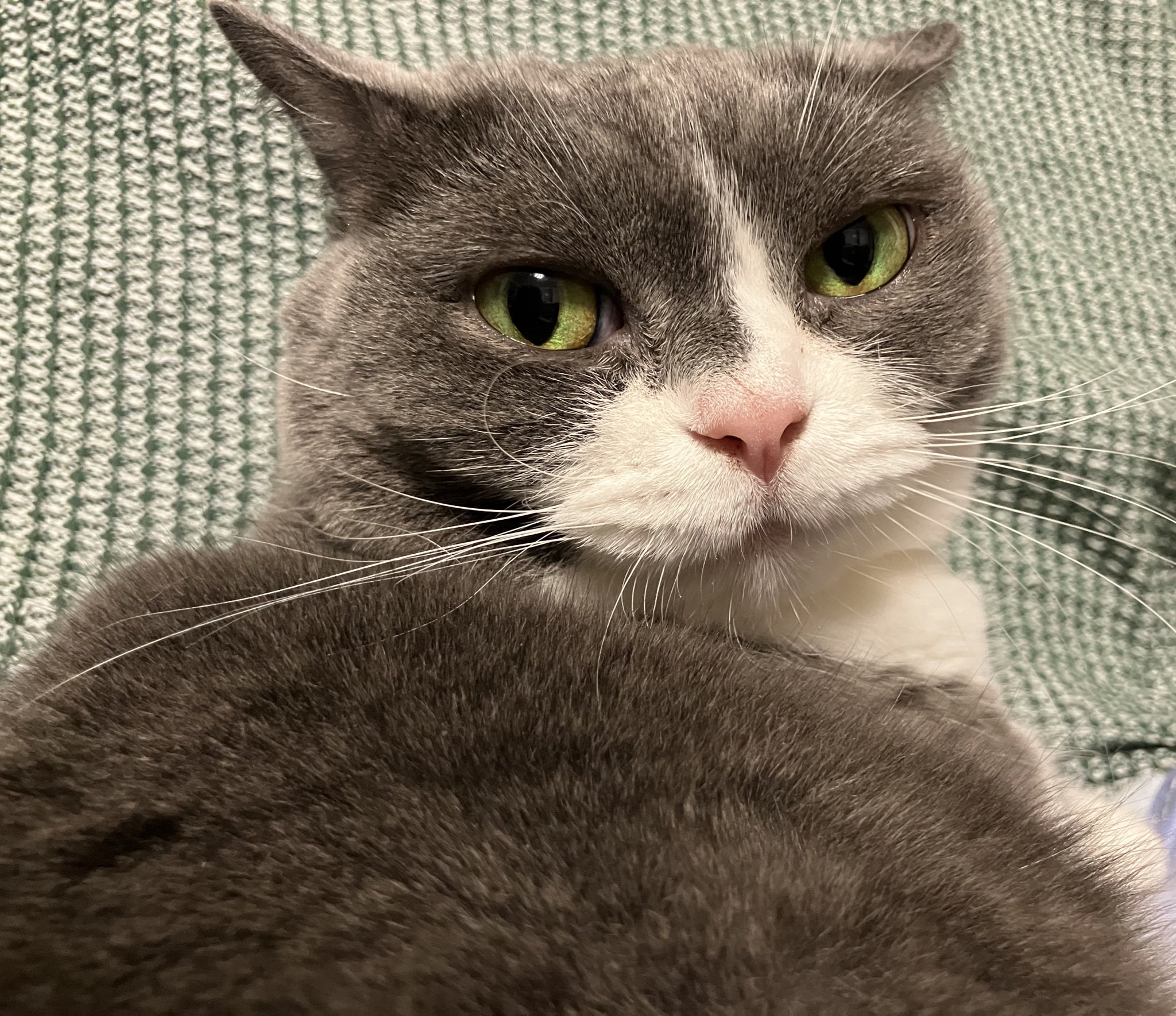 【misafafa様用】を渡り、米国で百年以上眠り続けた猫！ mqdefault.jpg
