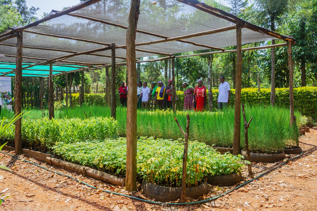kenaff_farmers's tweet photo. #KENAFFInAction in Bomet County!
This week, the #KENAFF team, under the #FFFProject with @FAO held a participatory Media Documentation with Sigor Youth Vision Group; empowering them to tell their own stories on agroforestry, climate action & youth-led change. https://t.co/Cdg3qE3Vko