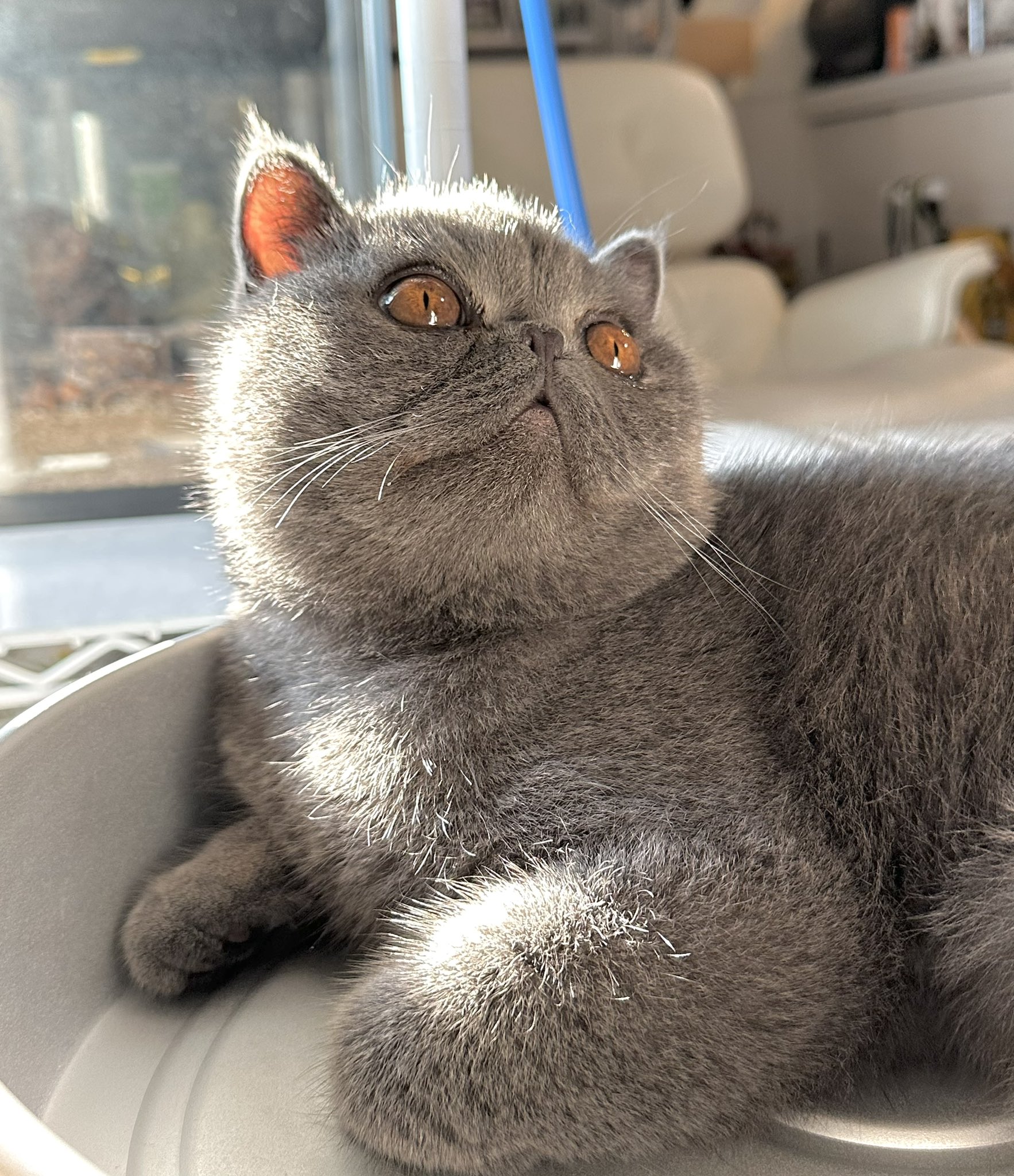 【ねこぷー】4月26日 ×2 ホワイトタイガーの赤ちゃんも登場！ 『ネコまる』2025冬春号