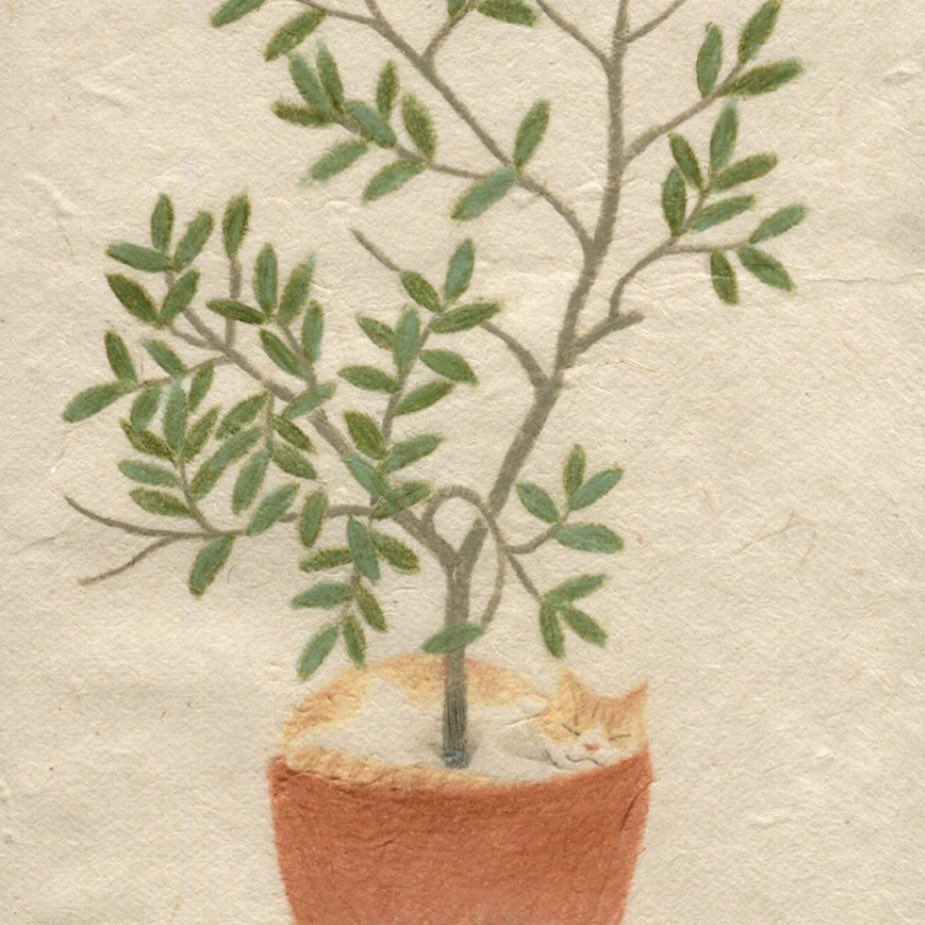 8월 8일 세계 고양이의 날 축하합니다. 집고양이부터 동네고양이들까지 안전하고 행복하기를 바라며..🙏