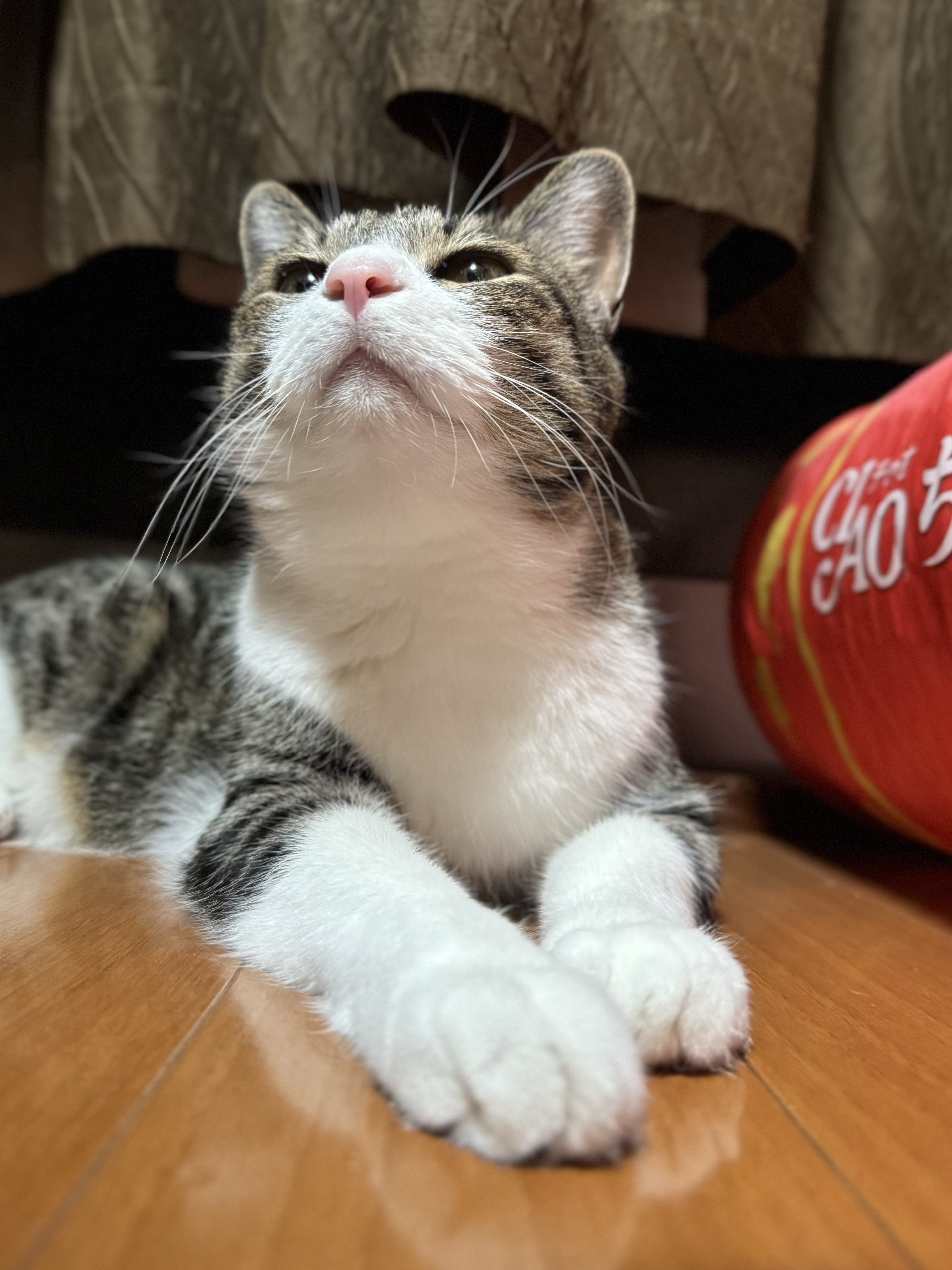 ぎんのねこ (@ginnonekoch) / X
