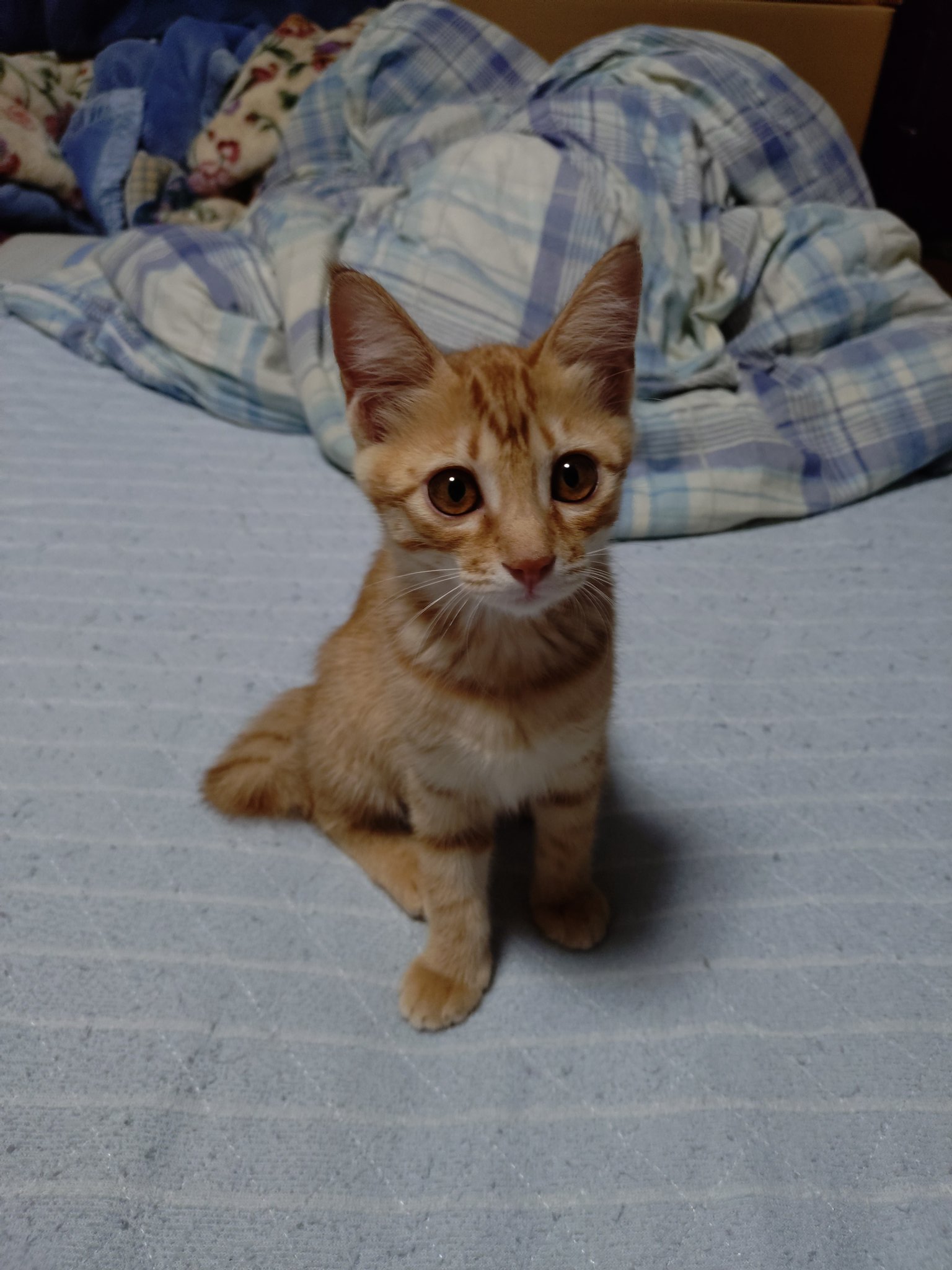 茶トラ猫のななちゃん 𝕏 on X: 