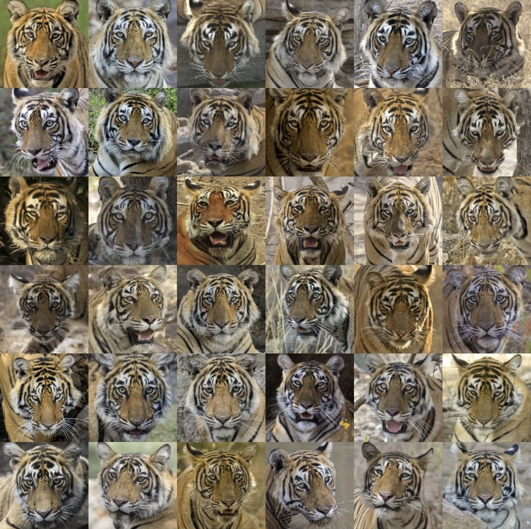 Happy #InternationalCatDay – including to our bigger cats 🐅

<a href="/ImperialX_AI/">I-X</a> Fellow <a href="/Anubhab_Khan/">Anubhab</a> from <a href="/iiscbangalore/">IISc Bangalore</a> is exploring how to analyse photography with AI to learn about endangered species, including some of the iconic big cats.