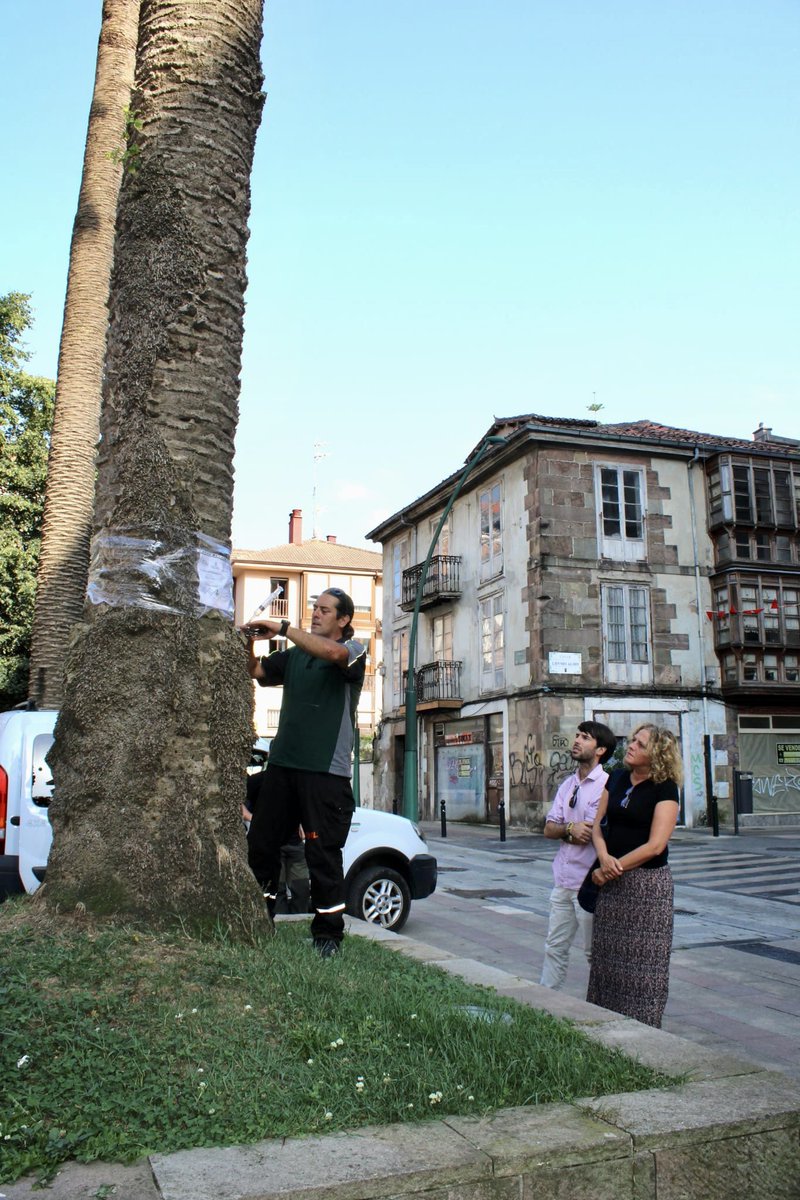 🌴Protegemos  nuestro patrimonio verde 🌴

🗣️<a href="/Porti_Patri/">Patricia Portilla</a> nos cuenta que hemos intensificado los tratamientos contra el Picudo Rojo en 47 palmeras, una actuación que comenzó con 13 ejemplares singulares y que ya se ha ampliado a otras 34 en distintos espacios verdes urbanos