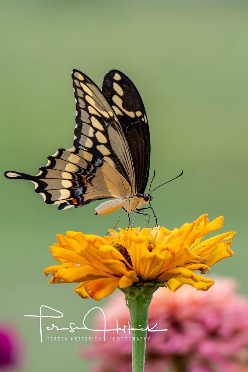 THetterick_'s tweet photo. I have a mantis that hangs out in my zinnias. Last weekend he was hoping for a snack but no butterflies were harmed 😁 https://t.co/lhEG4MVfOd
