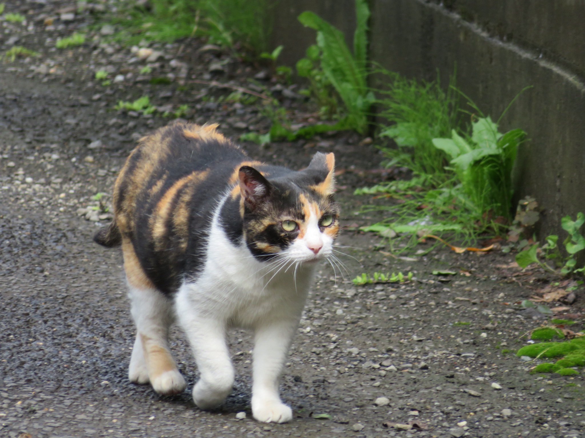 野良猫 野良猫ちゃん