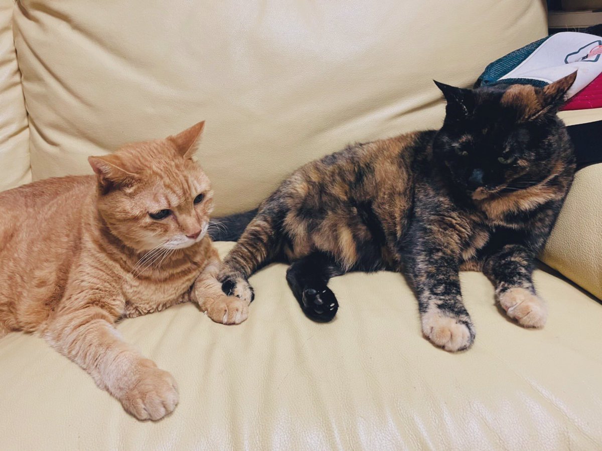 #世界猫の日 なのでうちのも見てもらおうかな