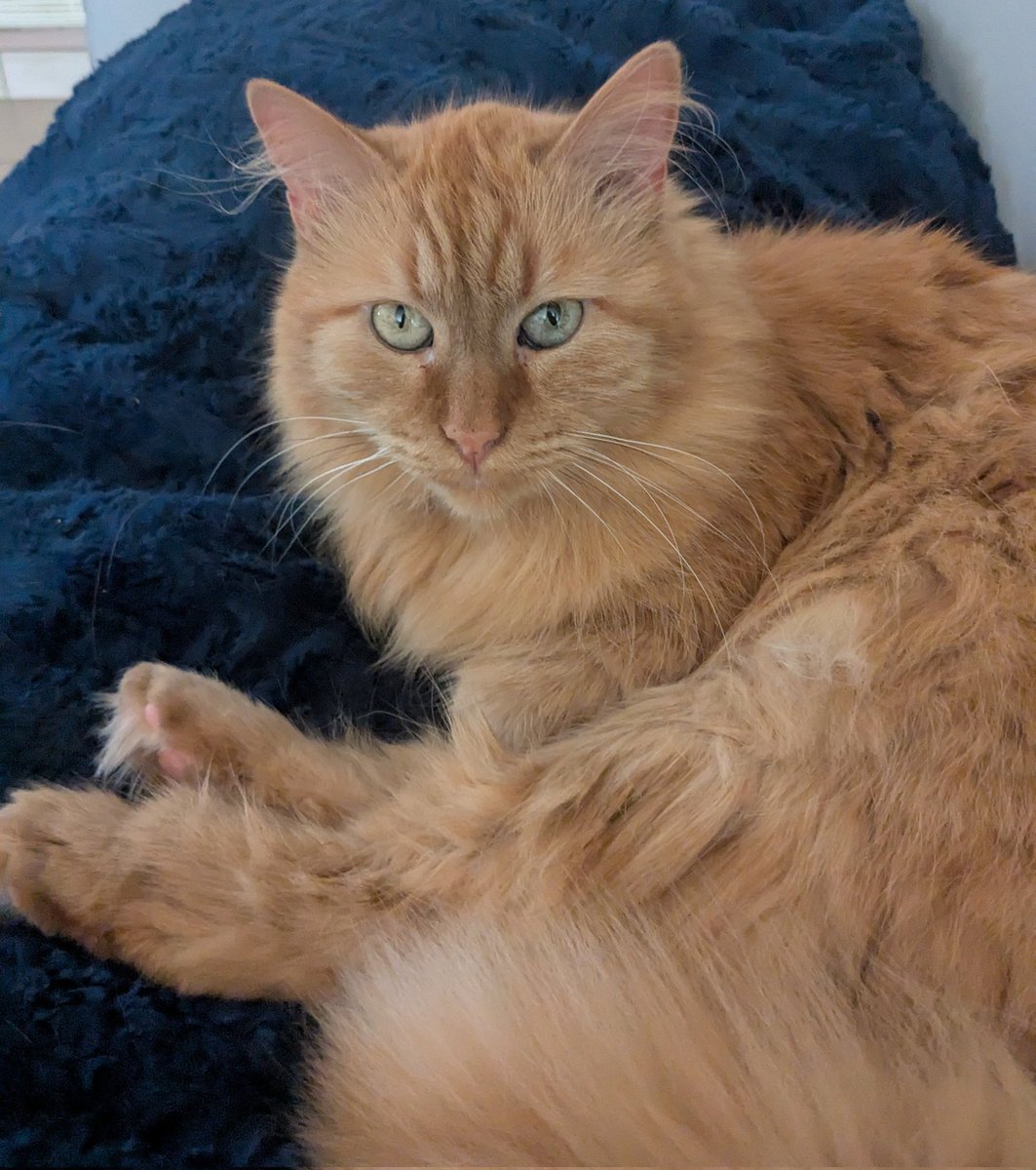 Je me prépare pour ma sieste... Un peu de yocha, de pwalette et zou 😴💙