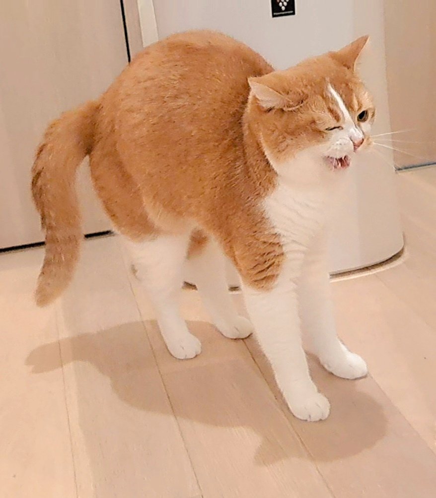 KinakoMonaka312's tweet image. ぼにゃーる(ФωФ)♡　
#世界猫の日　#PierreBonnard