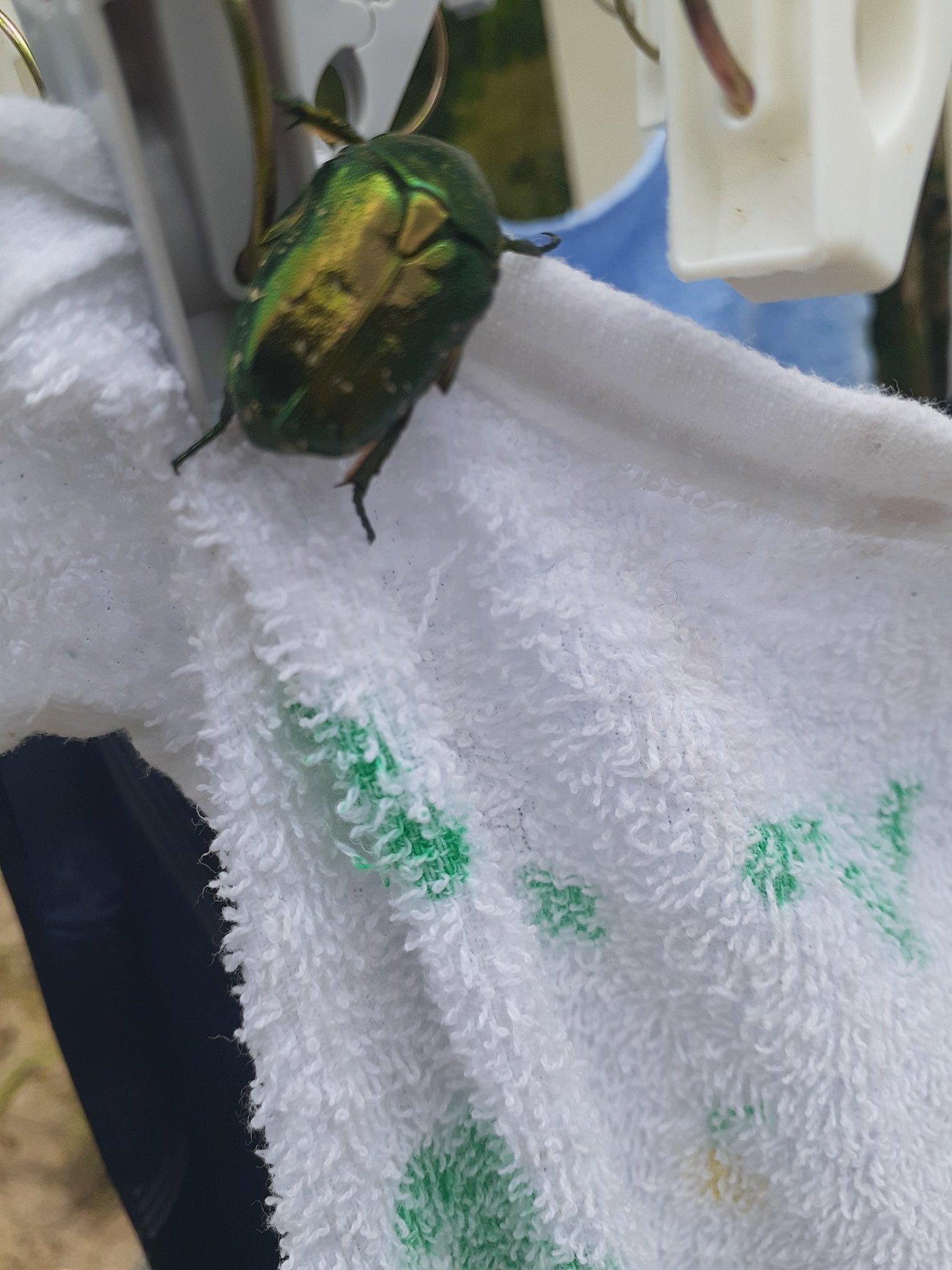 黄金虫 - Search / X