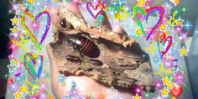 Hi #bugtwt do we like my 3ds roach edit