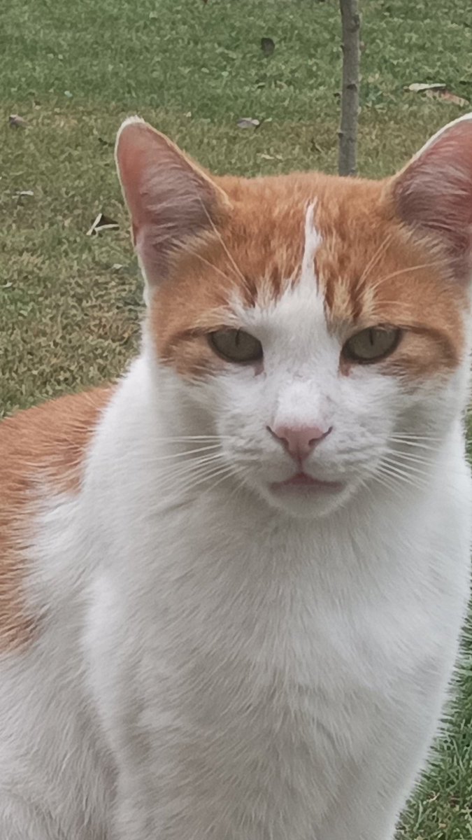 Денес бил денот на мачките. Ова е Смајли. И да, името дефинитивно му е згрешено.