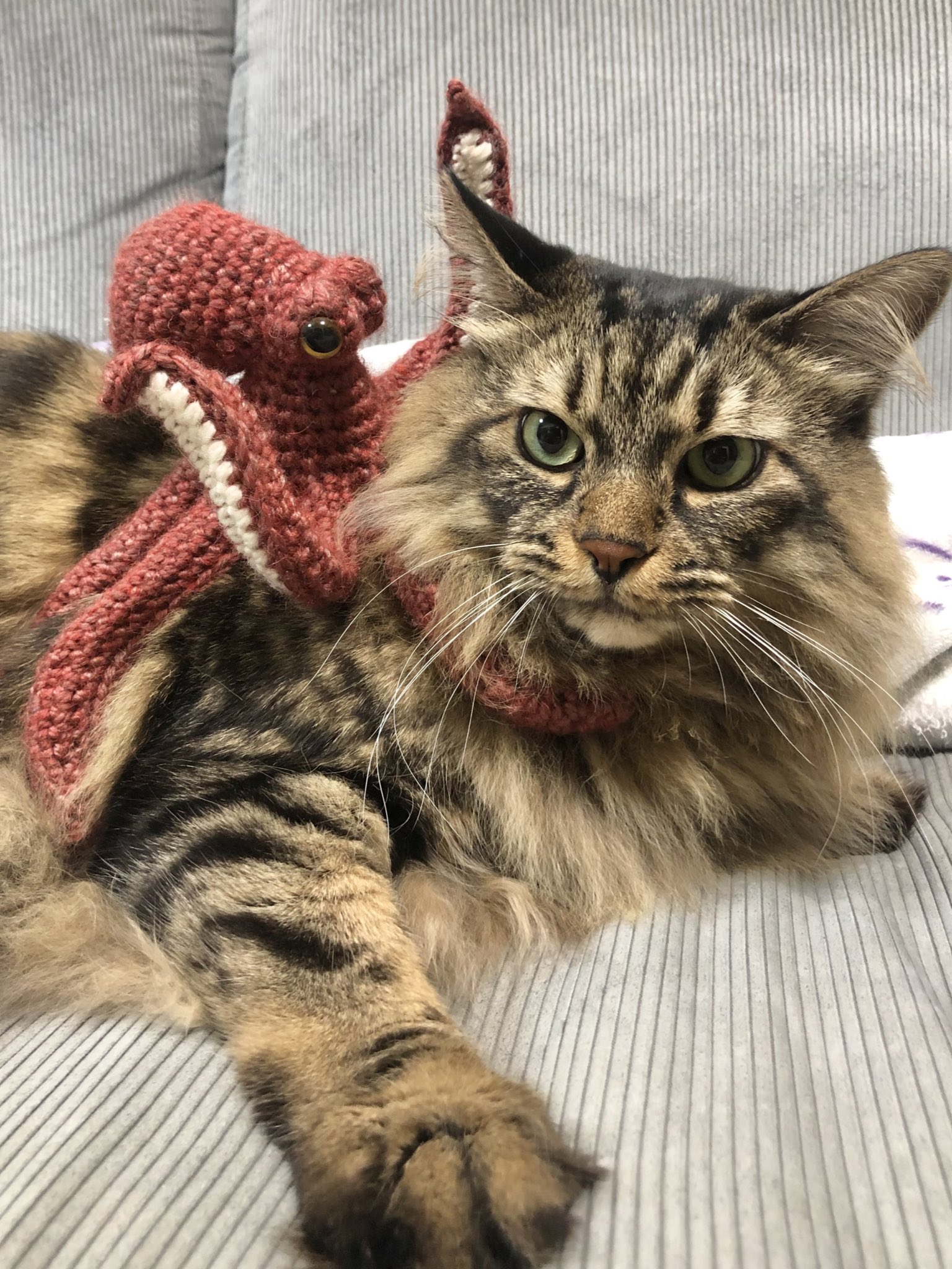 &6(アンドムー) (@and86muu) / X