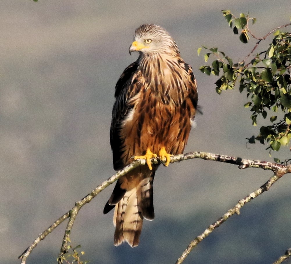 Alan Coles tweet media