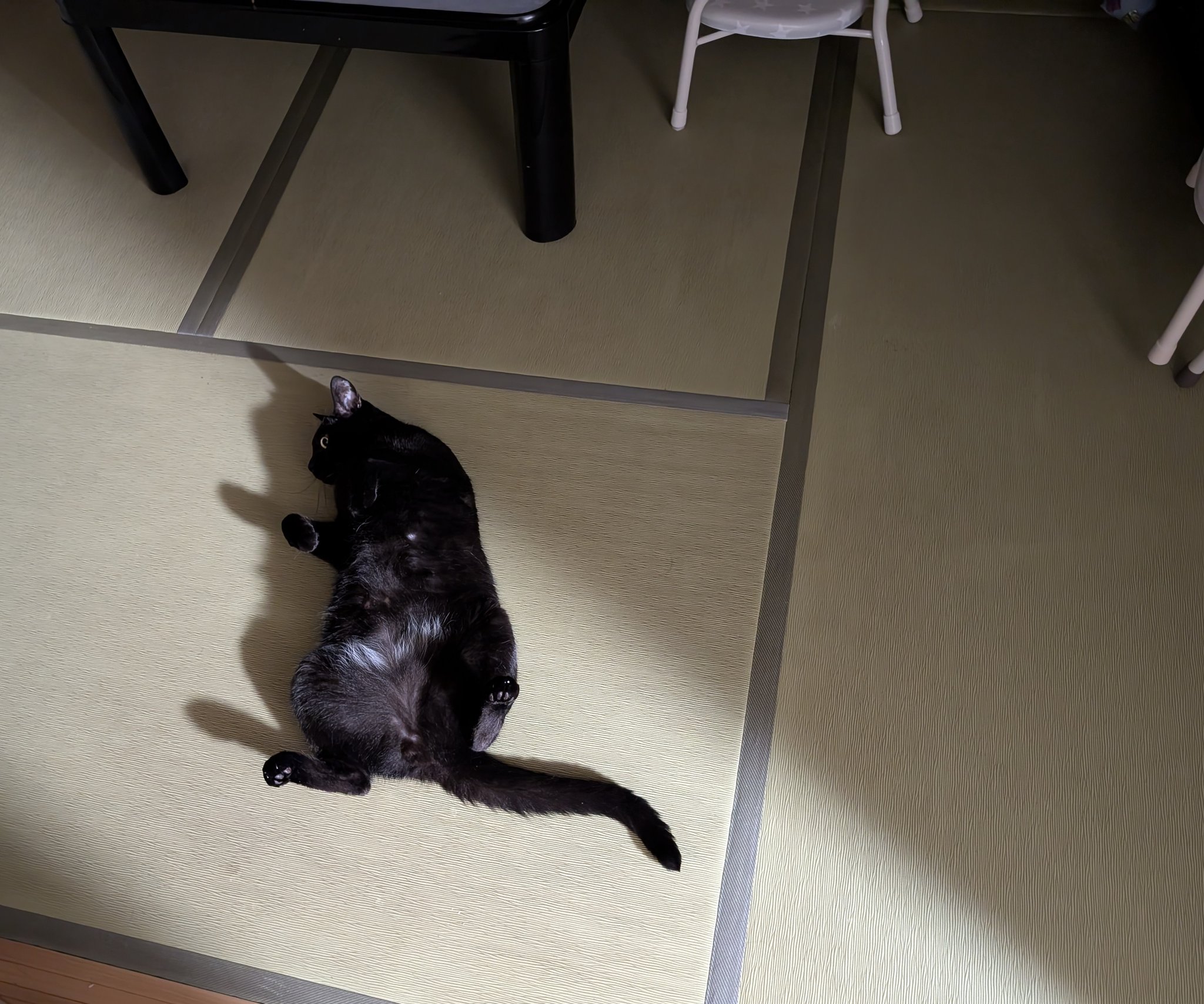 歪萌舎 黒猫 歪萌舎 黒猫 - メルカリ