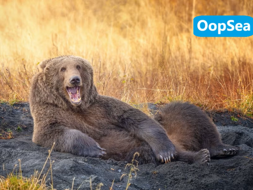 UberWang's tweet photo. "No need to run, dude, I'm off the clock!"

#OopSea #MemeCoin #Crypto #PumpFun #Solana https://t.co/8FJTOfOTsv